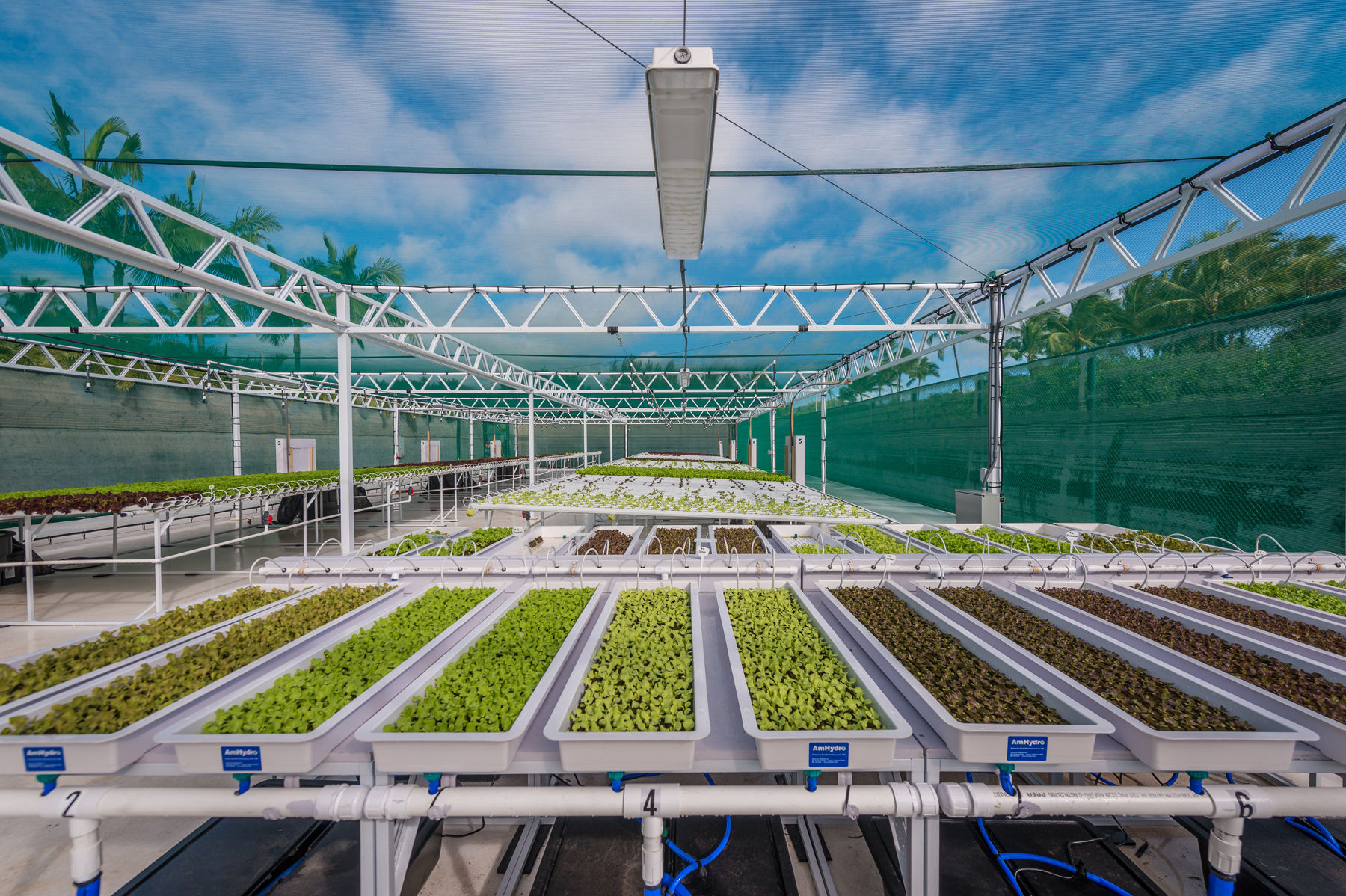 Hydroponic Garden