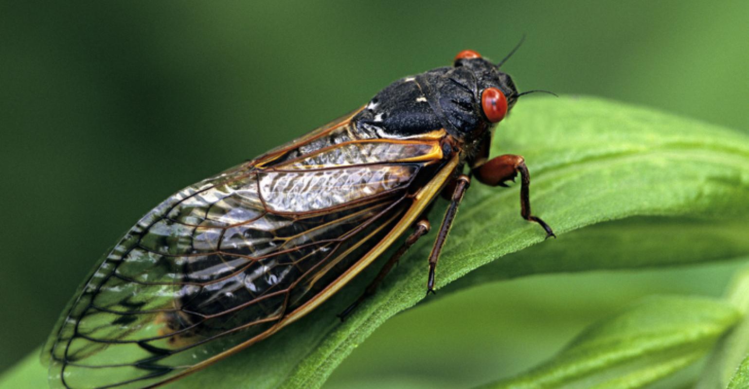 What Else with 2020 Bring? How about a Cicada Infestation? Special Events